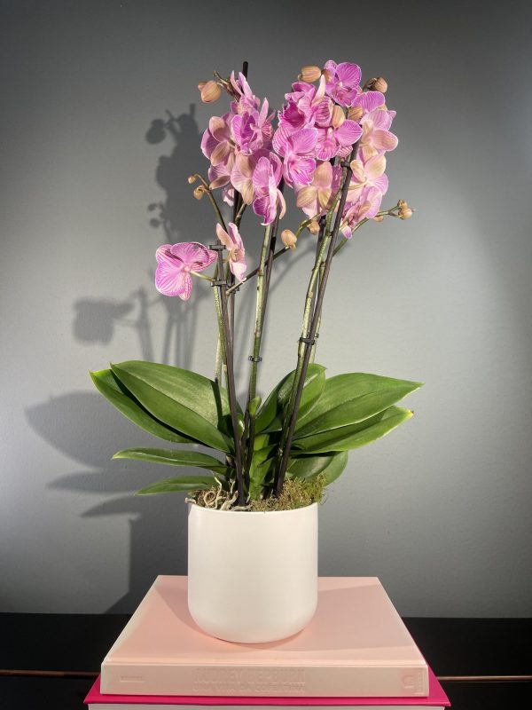 Phalaenopsis