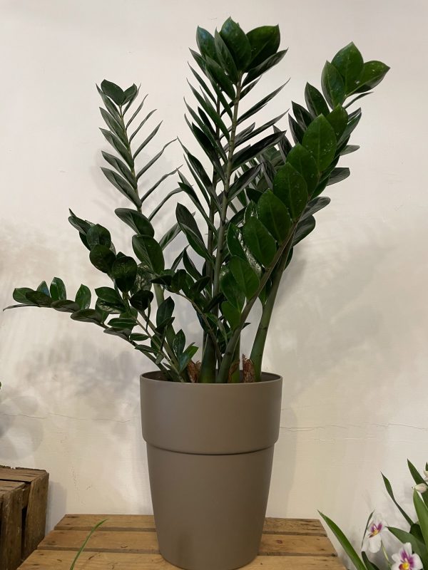 Zamioculcas